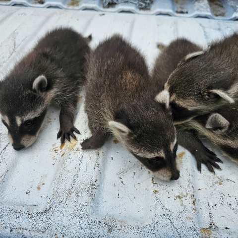 Baby raccoons